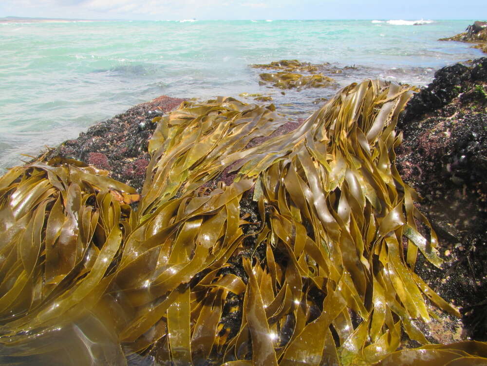 Image of Lessonia variegata