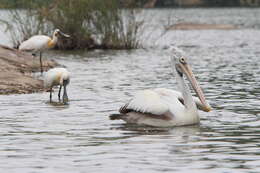 Image of Grey Pelican