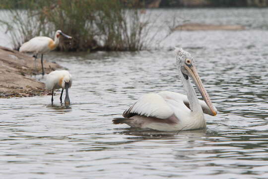 Image of Grey Pelican