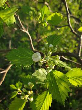 Image of Crataegus flabellata var. flabellata