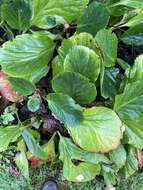 Image of Bergenia schmidtii (Regel) Silva Tar.