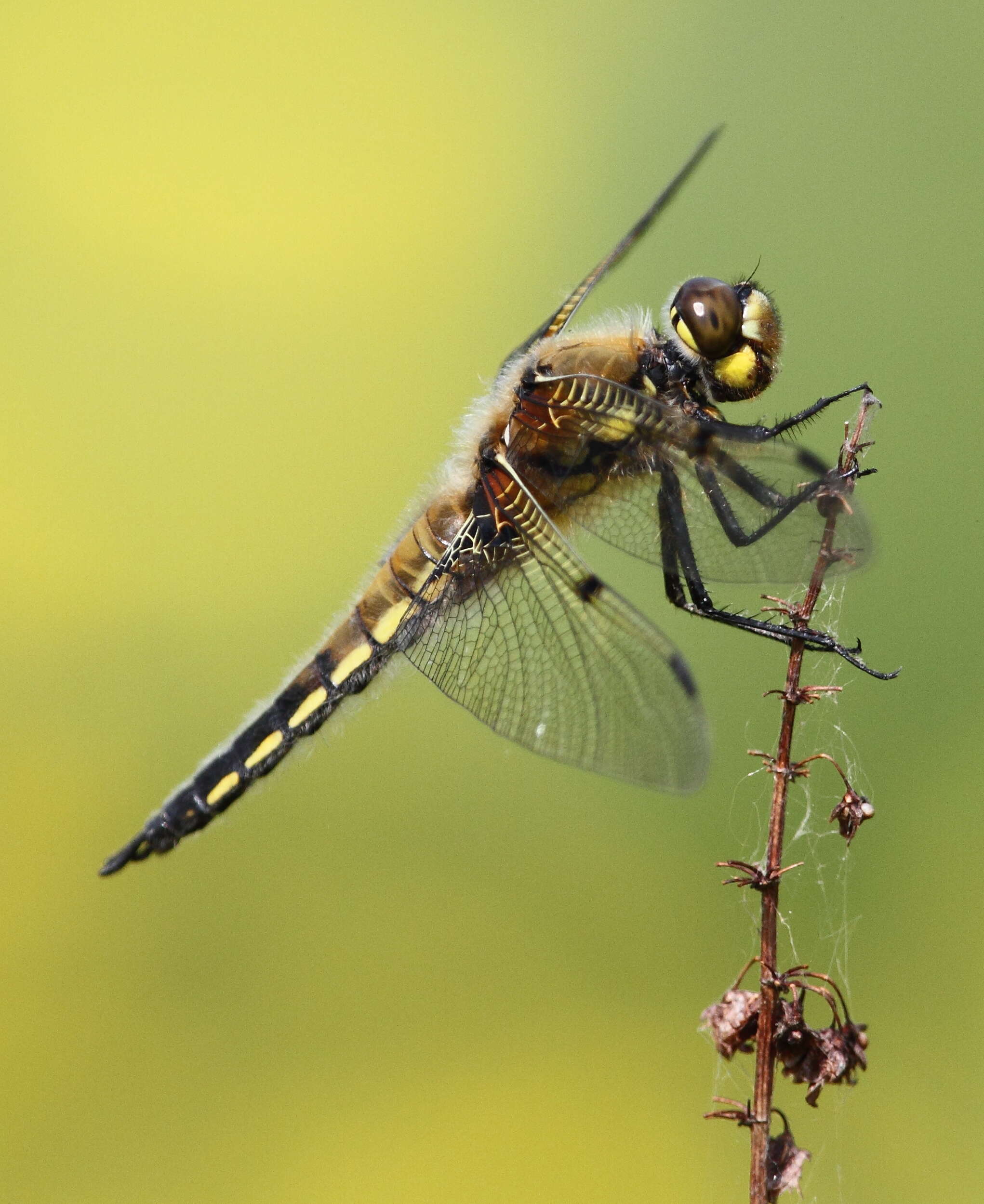 Image of Four-spotted Chaser