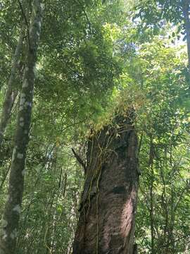 Image of Pseudovanilla foliata (F. Muell.) Garay