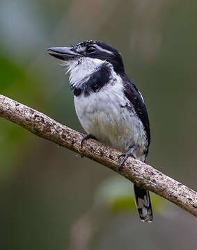 Image of Greater Pied Puffbird