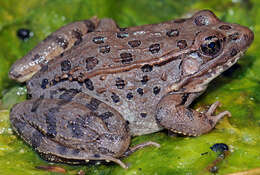Image of Lowland Leopard Frog