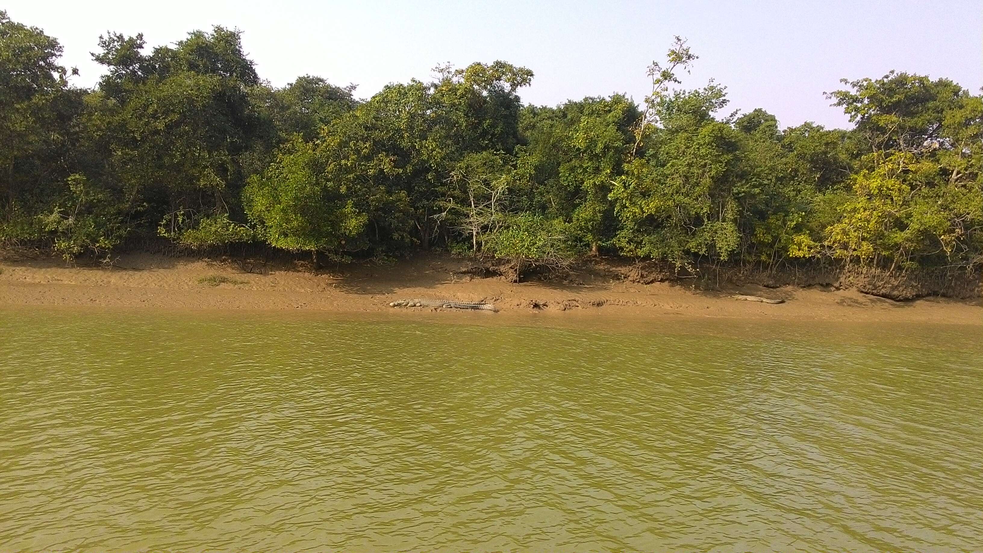 Image of Estuarine Crocodile