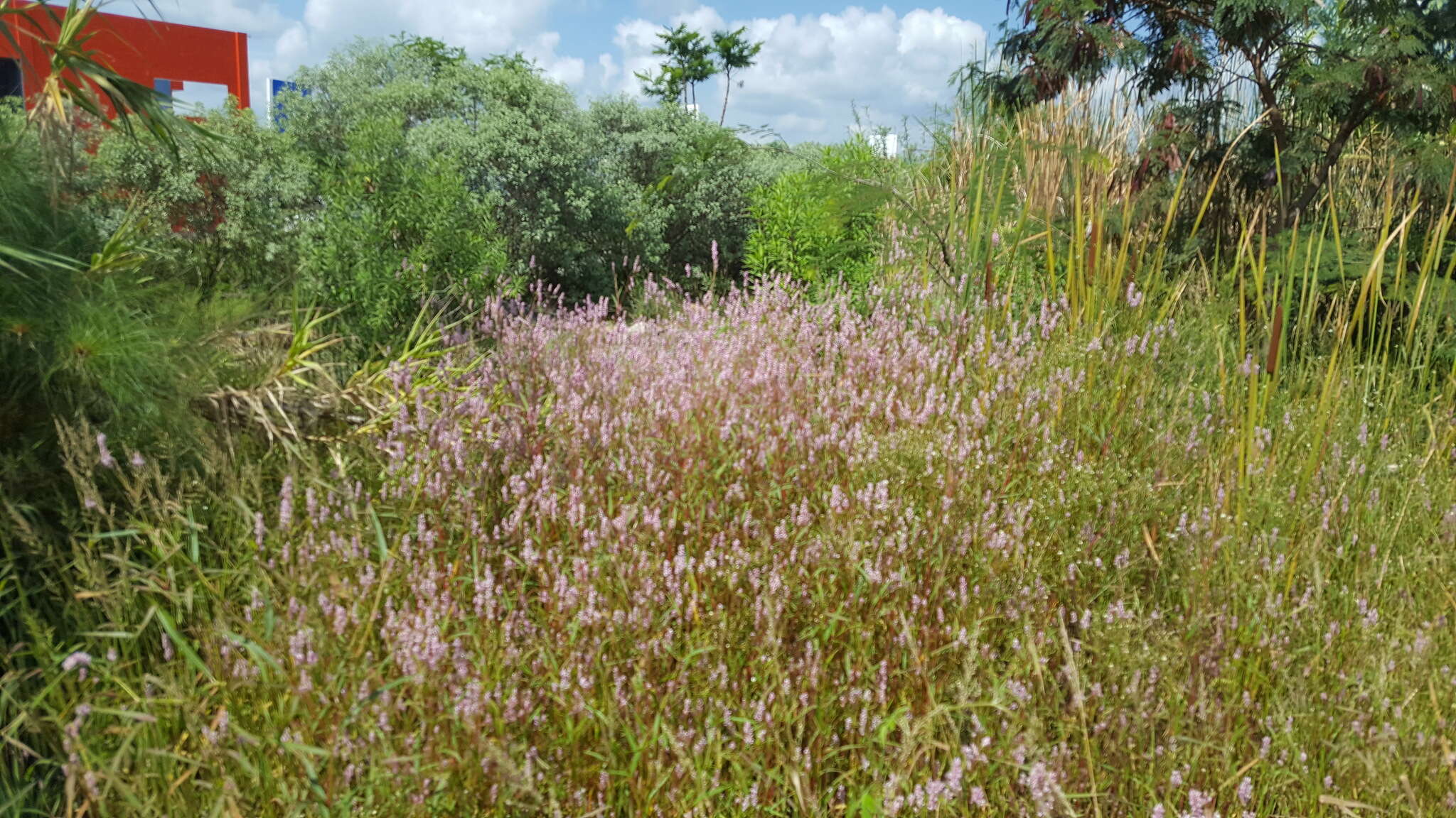 Image de Persicaria pensylvanica (L.) M. Gómez