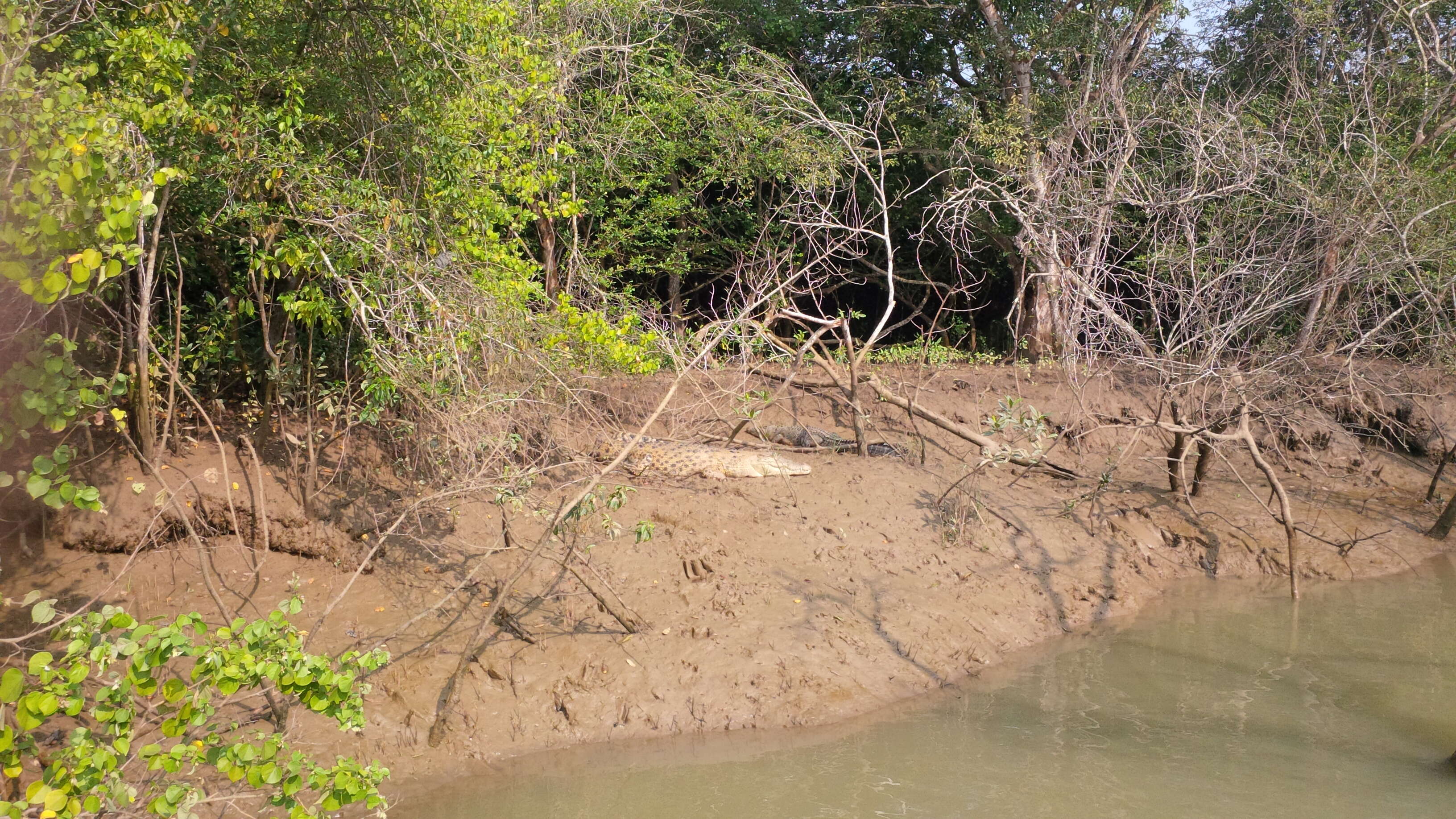 Image of Estuarine Crocodile