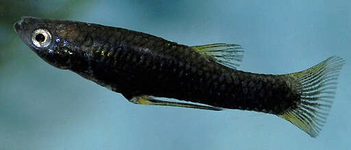 Image of Sonora topminnow