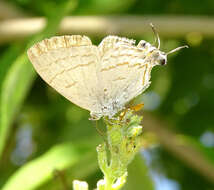 Слика од Hypolycaena philippus (Fabricius 1793)