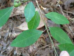 Image of Gulf Sebastian-Bush