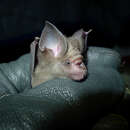Image of Aba Leaf-nosed Bat