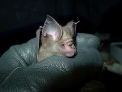 Image of Aba Leaf-nosed Bat