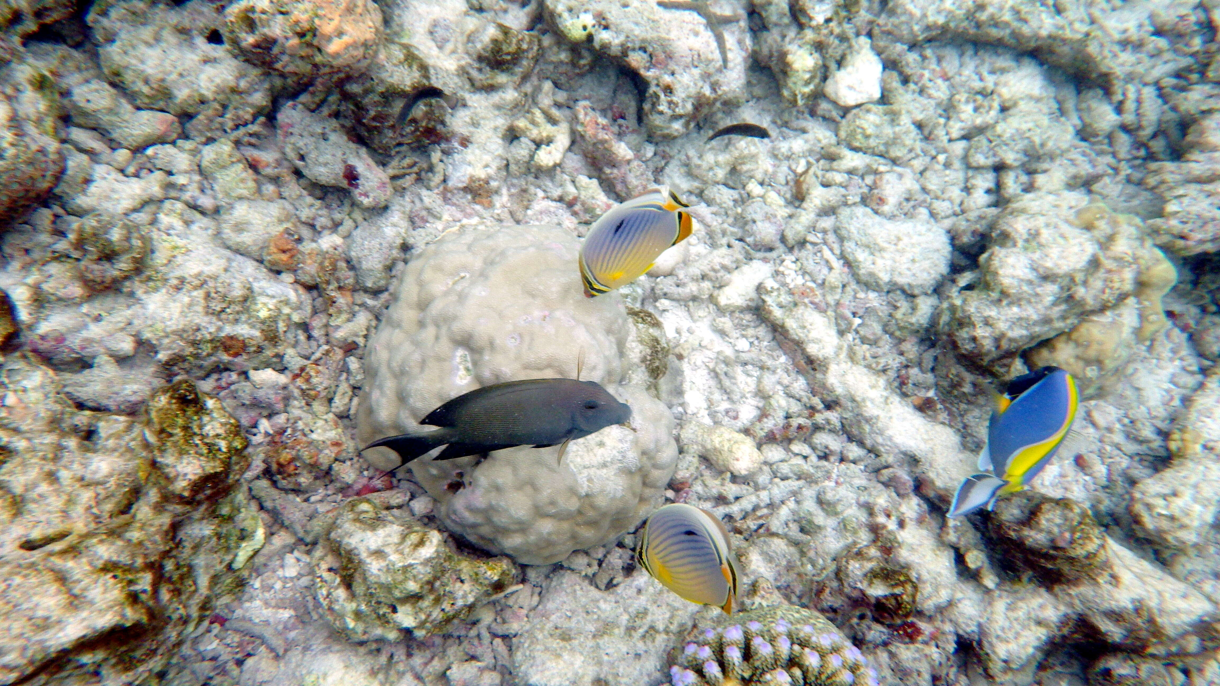 Image of Lineated Butterflyfish