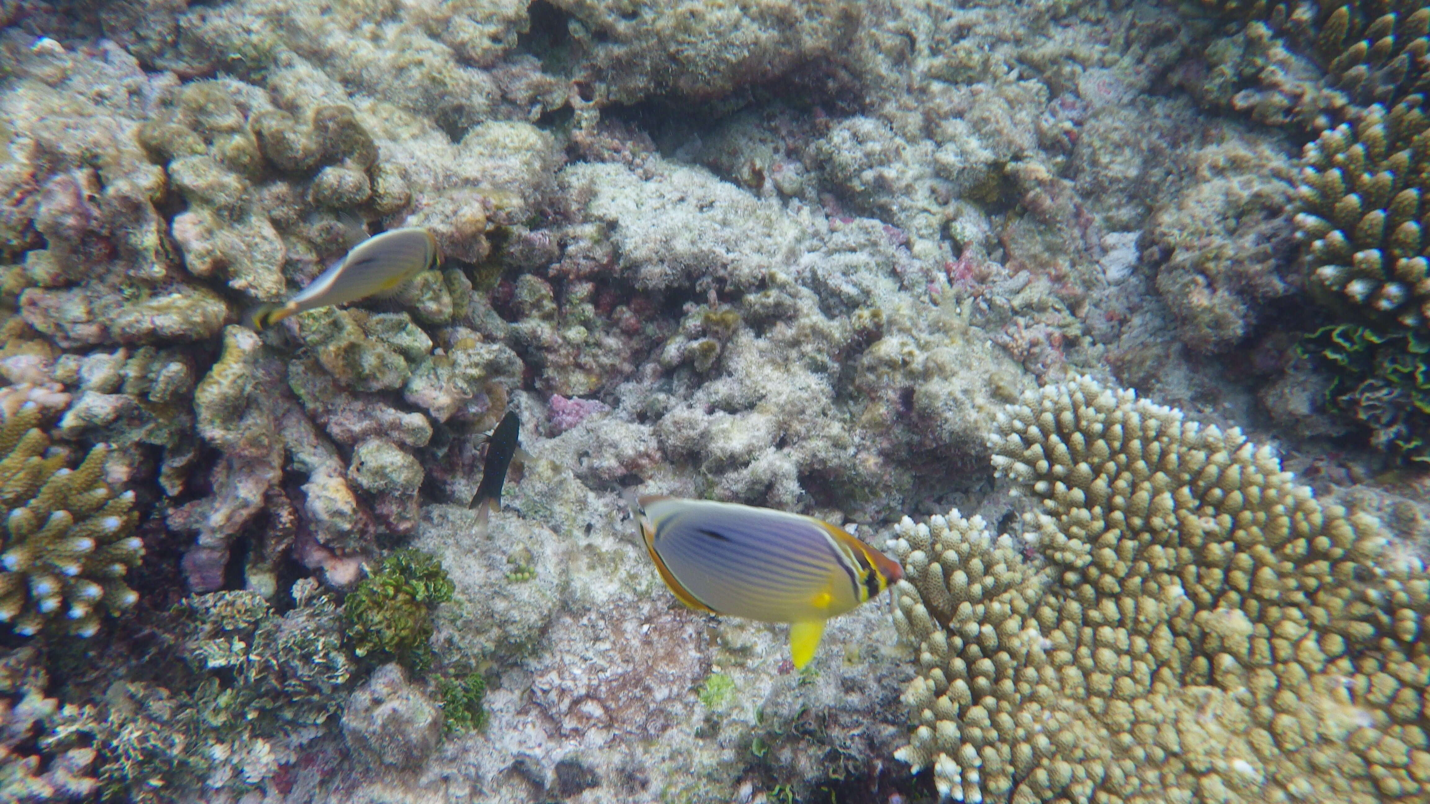 Image of Lineated Butterflyfish