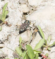 Image de Cicindela (Cicindela) oregona Le Conte 1856