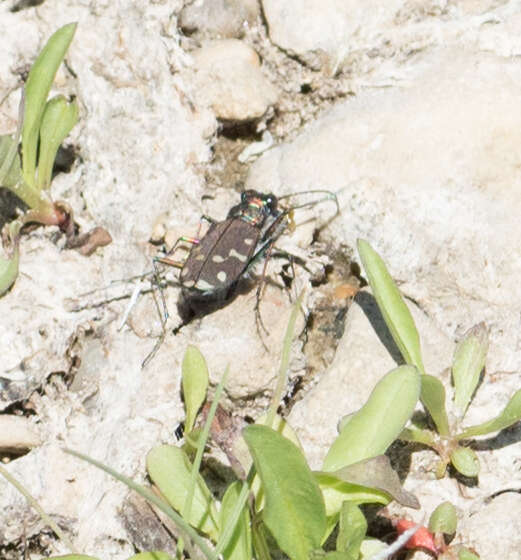 Plancia ëd Cicindela (Cicindela) oregona Le Conte 1856