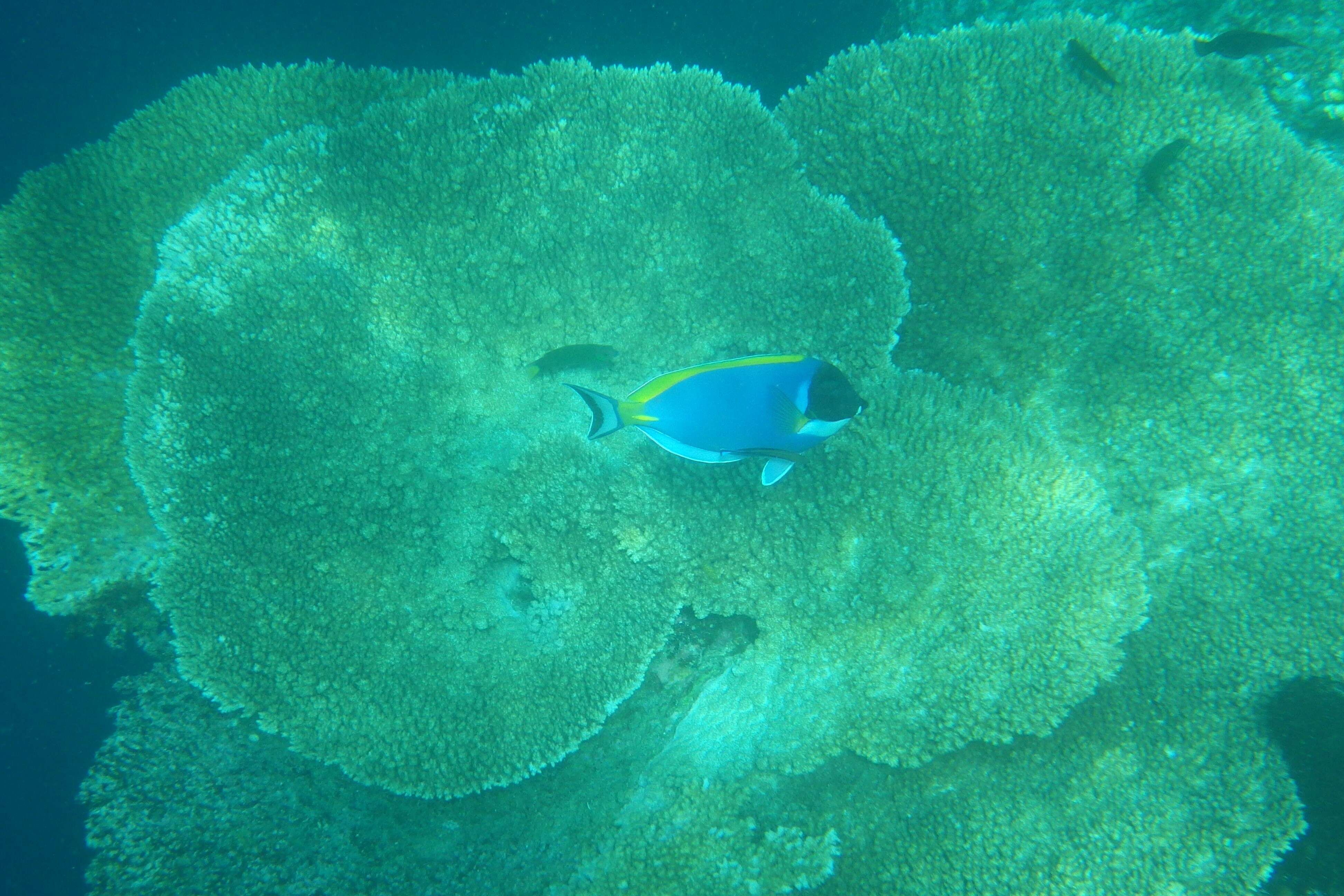 Image of Blue Surgeonfish