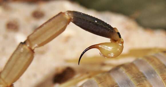 Image of Deathstalker scorpion