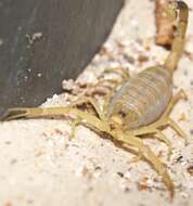 Image of Deathstalker scorpion