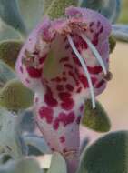 Image of Eremophila forrestii subsp. forrestii