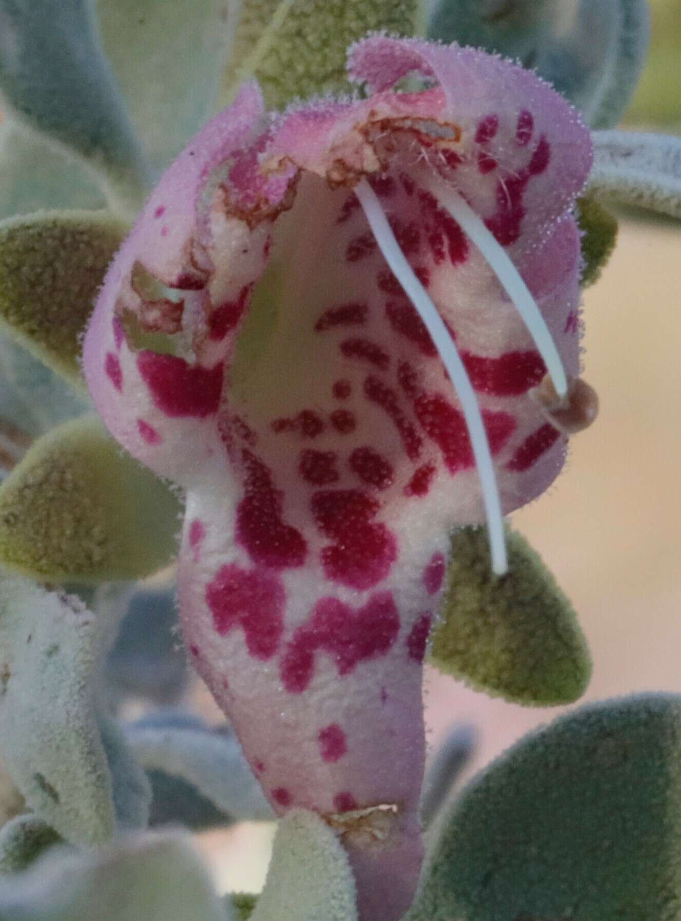 Imagem de Eremophila forrestii subsp. forrestii