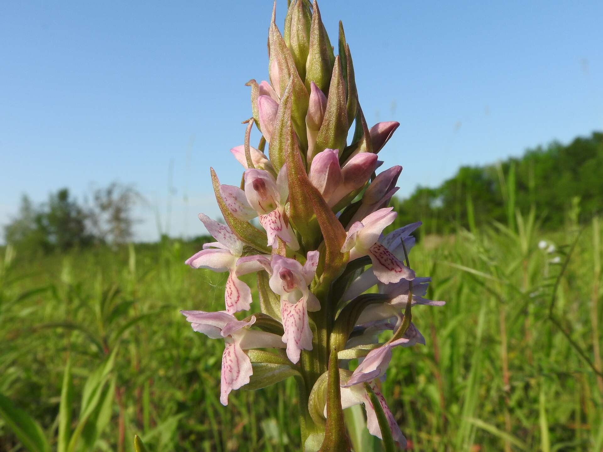 Dactylorhiza incarnata (L.) Soó resmi