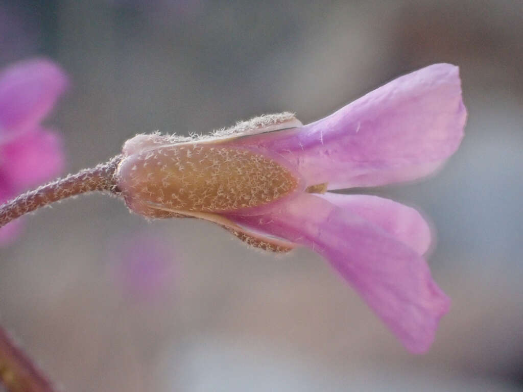 Image of beautiful rockcress