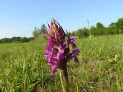 Dactylorhiza incarnata (L.) Soó resmi