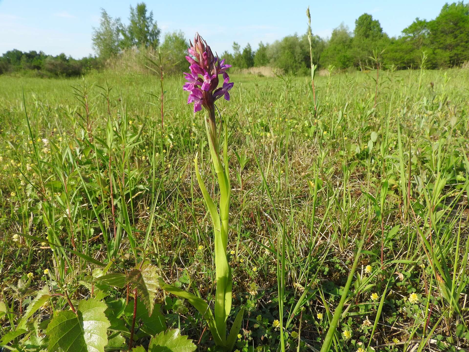 Dactylorhiza incarnata (L.) Soó resmi