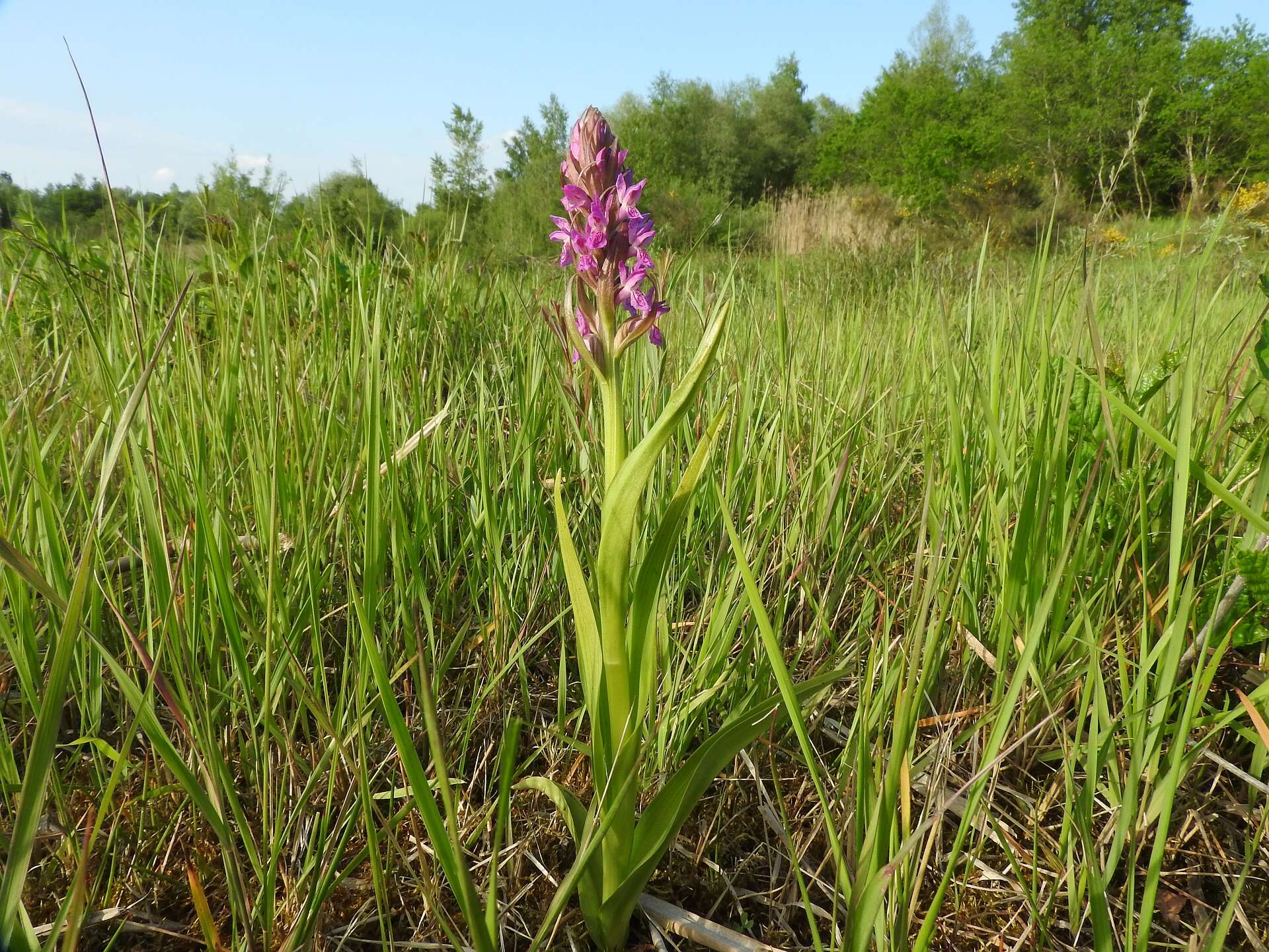 Dactylorhiza incarnata (L.) Soó resmi