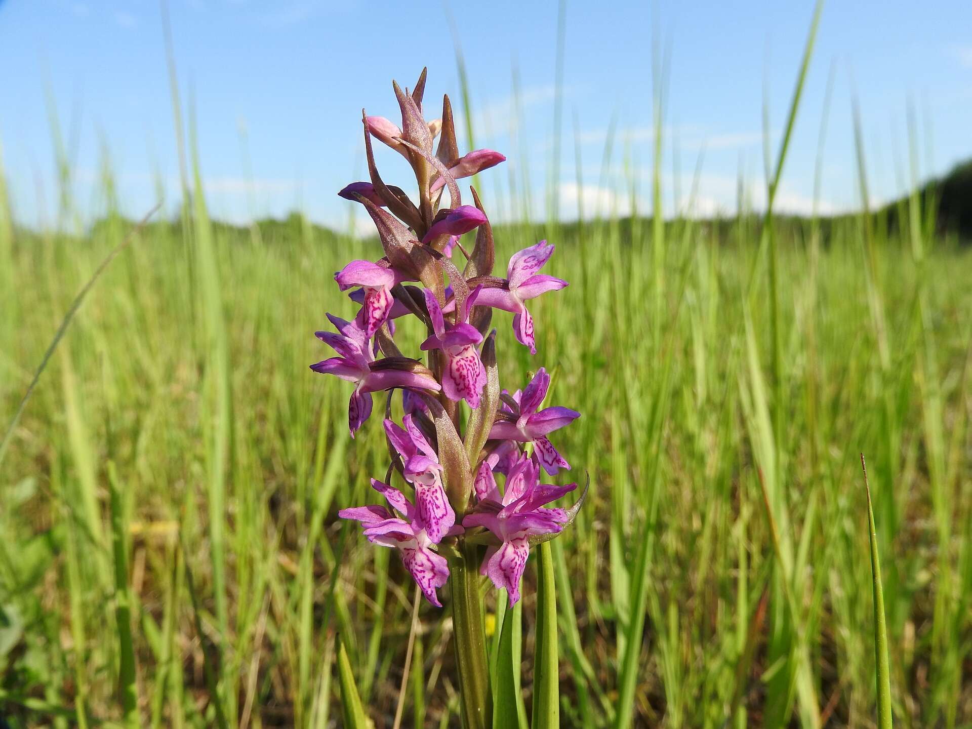 Dactylorhiza incarnata (L.) Soó resmi