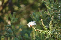 Image of Grevillea buxifolia subsp. buxifolia