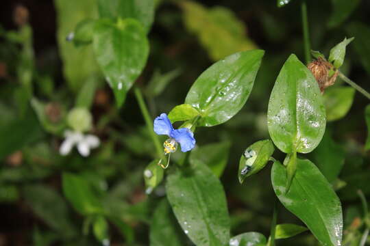 Image of Asiatic dayflower