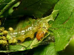 Herpetogramma theseusalis Walker 1859 resmi