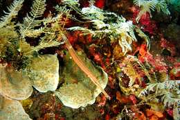 Image of Chinese Trumpetfish