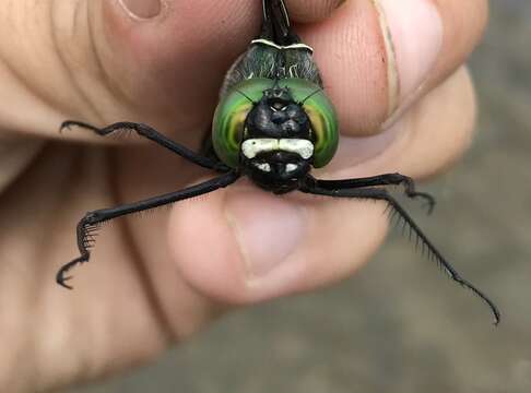 Image of Macromia manchurica Asahina 1964