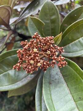 صورة Astronia ferruginea Elmer