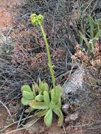 Image of Cotyledon cuneata Thunb.