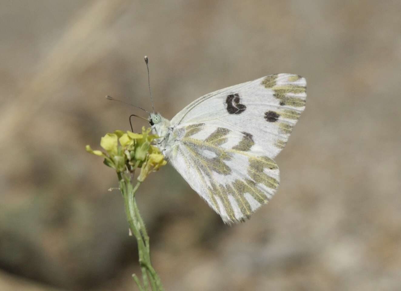 Слика од Pontia beckerii (Edwards 1871)