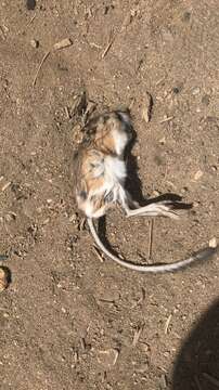 Image of Ord's Kangaroo Rat