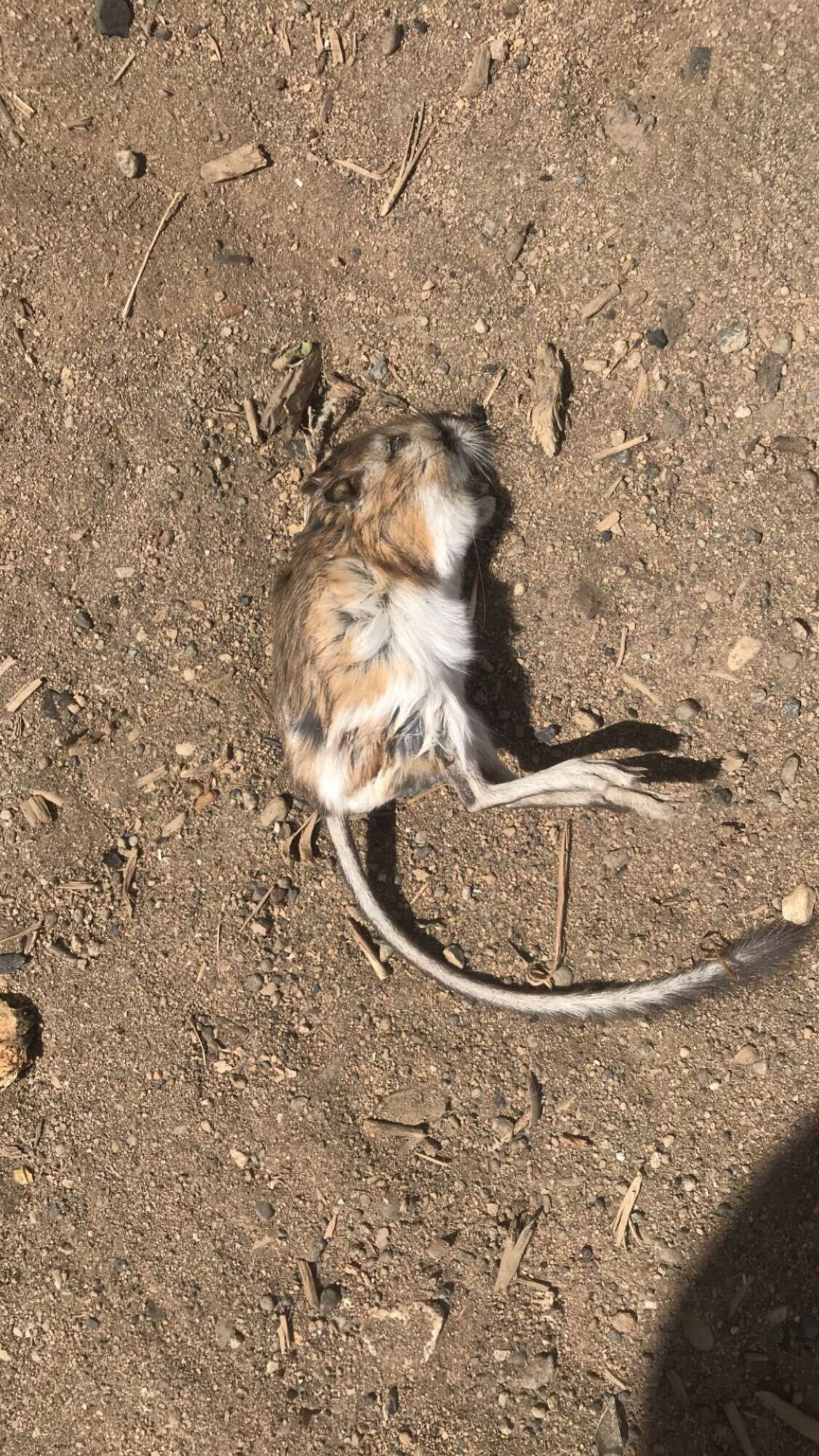 Image of Ord's Kangaroo Rat