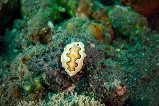 Image of Pastel skirt lifter slug