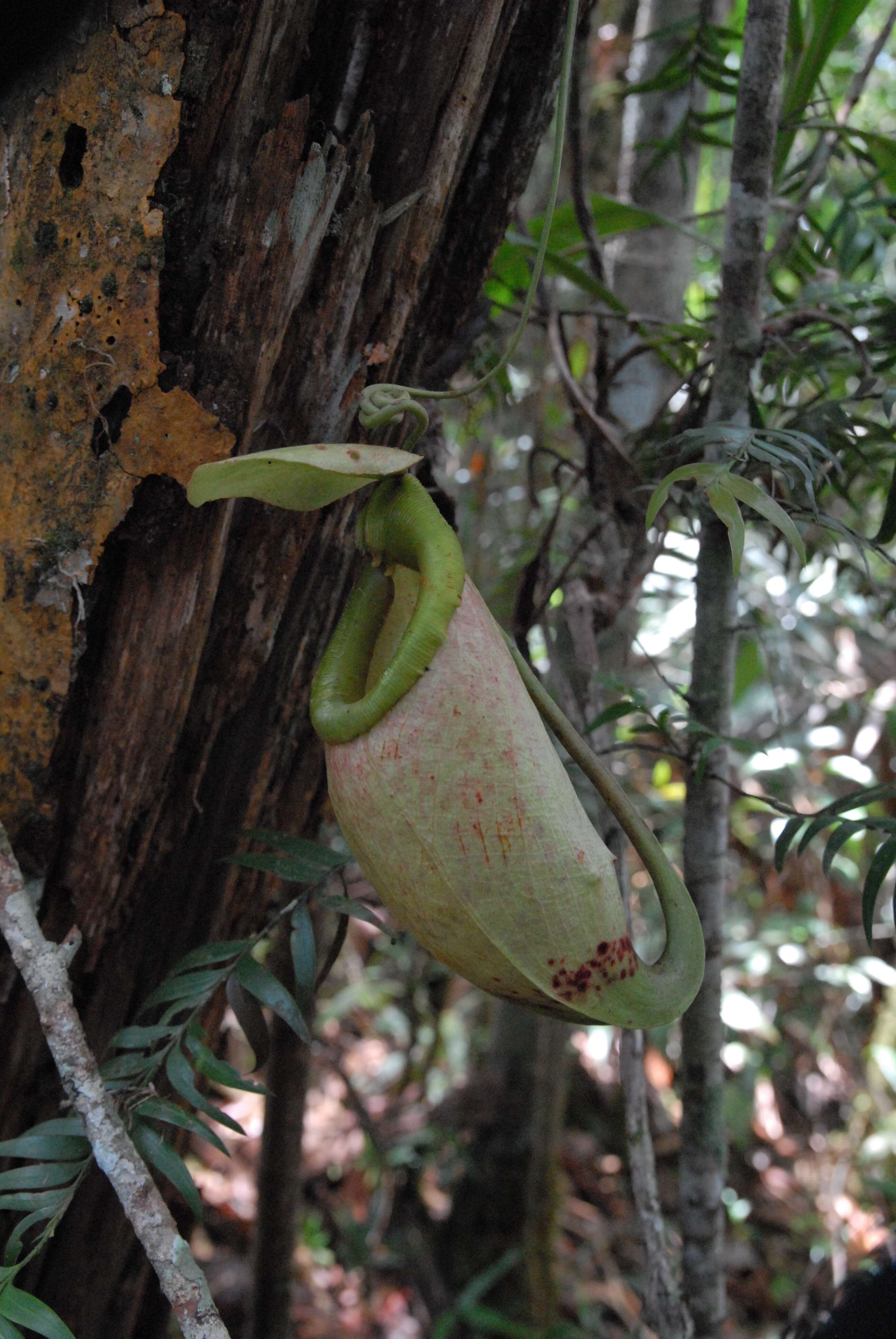 Image of Nepenthes surigaoensis Elmer