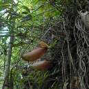 Imagem de Nepenthes surigaoensis Elmer