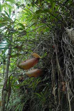 Image of Nepenthes surigaoensis Elmer