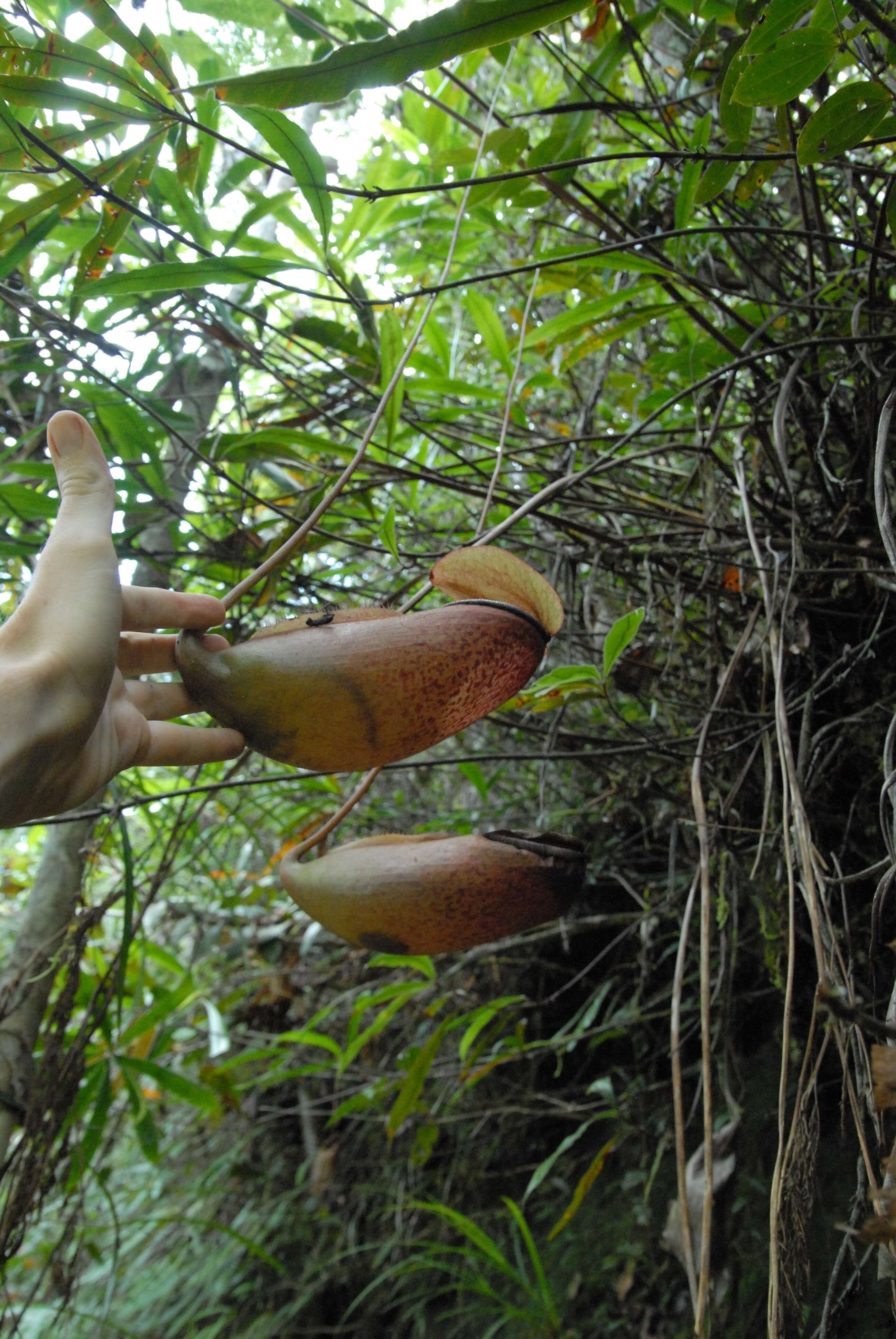 Image of Nepenthes surigaoensis Elmer