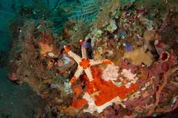 Image of Red and pink sea star