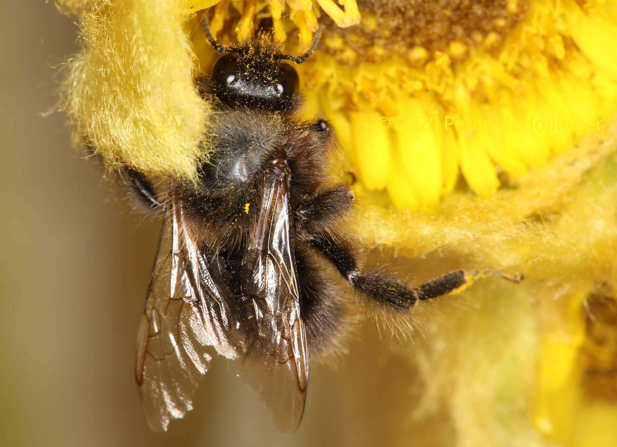 Image of Bombus funebris Smith 1854