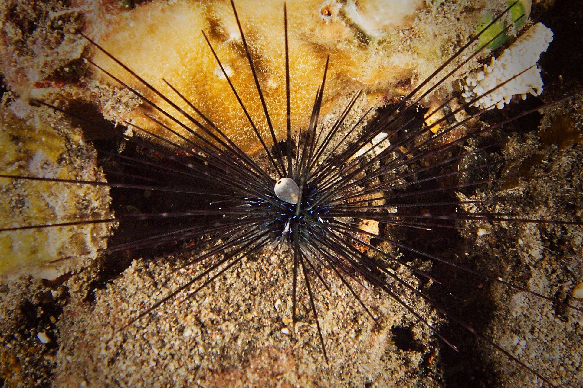 Image of Long-spined sea urchin